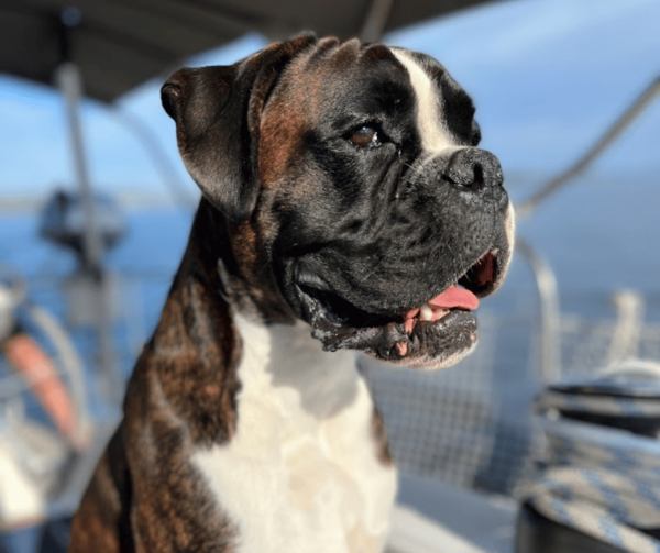 sailing-dog-vacation